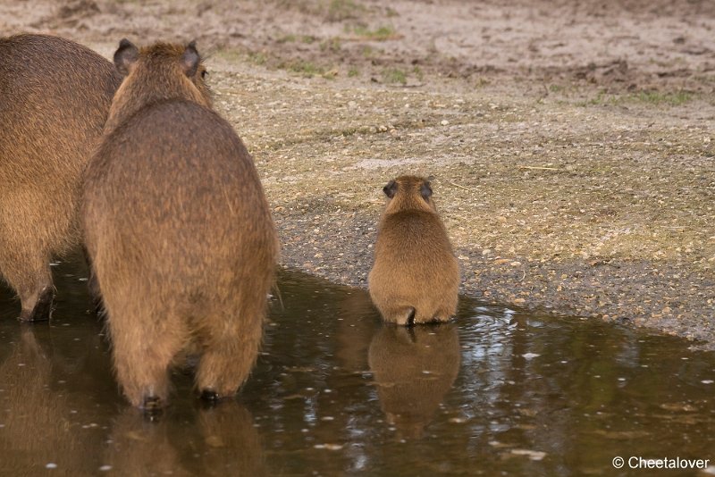 DSC00096.JPG - Capibara