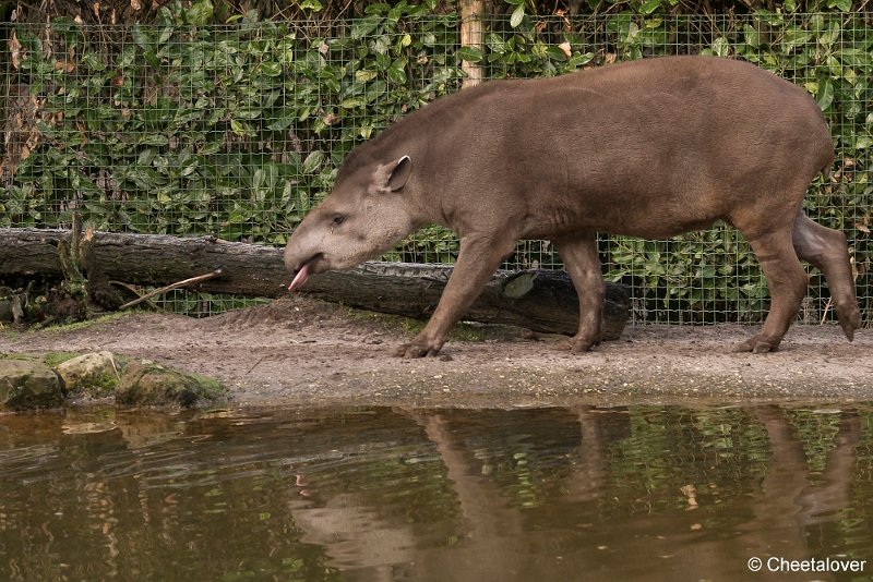 DSC00097.JPG - Tapir