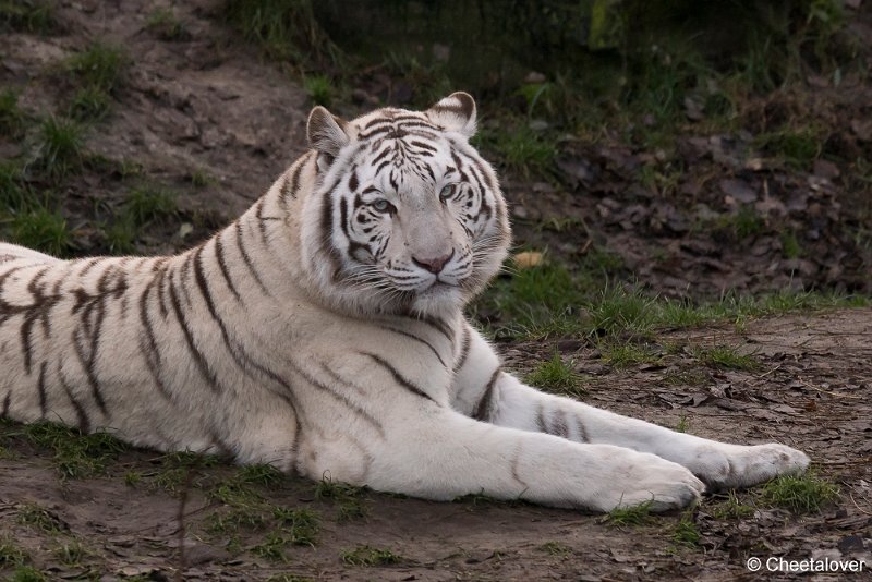 DSC00157.JPG - Witte Tijger