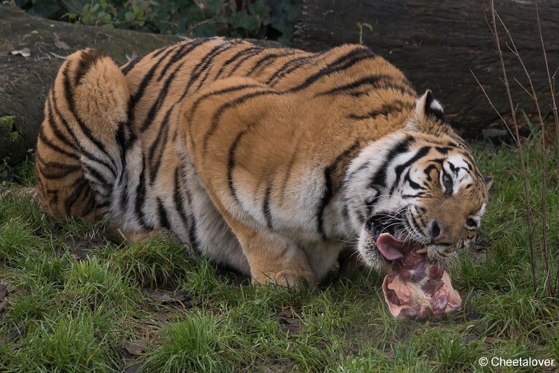 DSC00506.JPG - Siberische Tijger