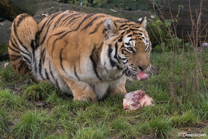 DSC00515.JPG - Siberische Tijger