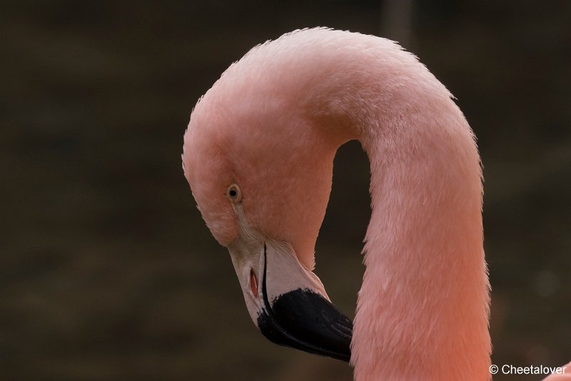 DSC00598.JPG - Chileense Flamingo