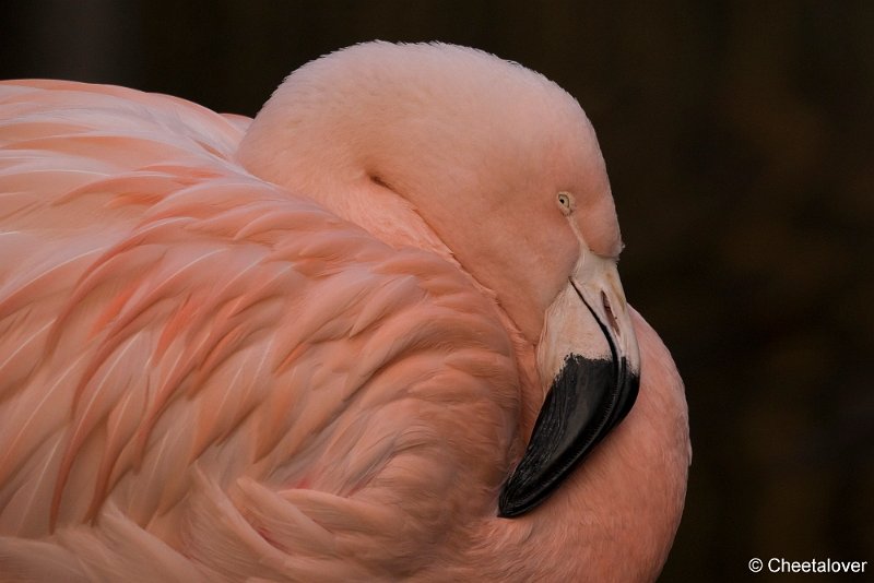 DSC00601.JPG - Chileense Flamingo
