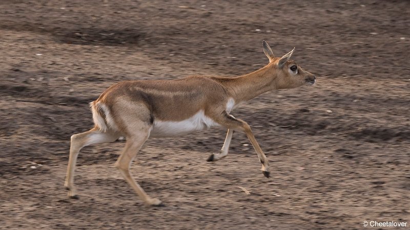 DSC00670.JPG - Indische Antilope