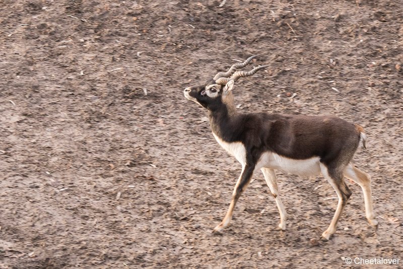 DSC00682.JPG - Indische Antilope