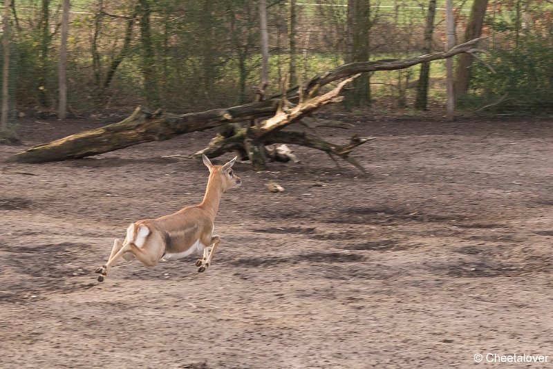 DSC00701.JPG - Indische Antilope