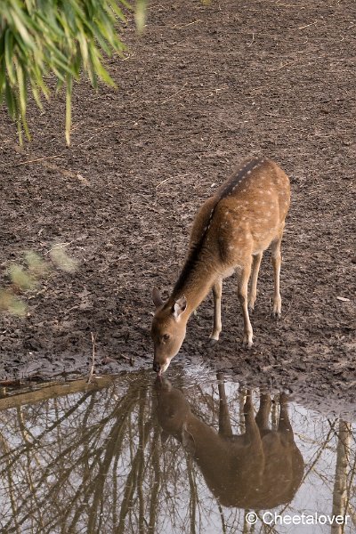 DSC00720.JPG - Indische Antilope