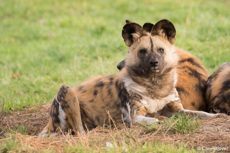 DSC00762.JPG - Afrikaanse Wilde Hond