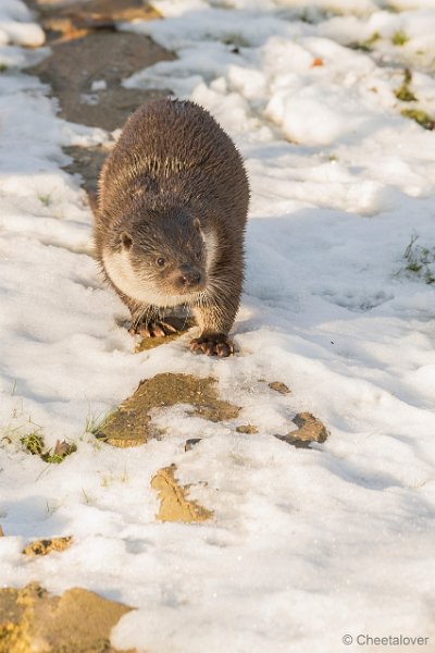 DSC00022.JPG - Europese Otter