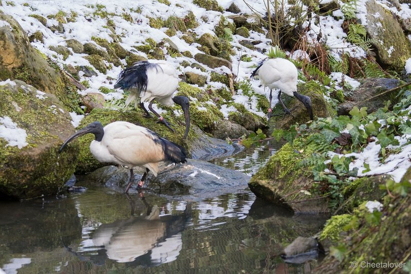 DSC00102.JPG - Heilige Ibis