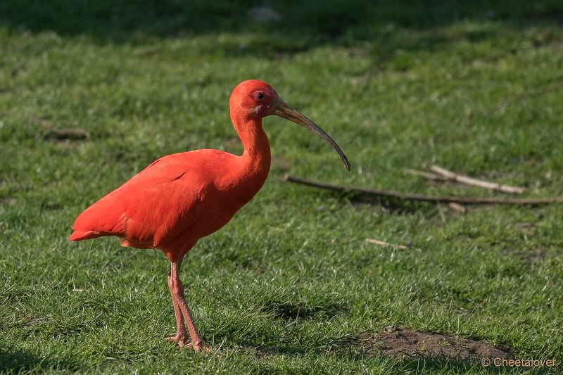 DSC00049.JPG - Rode Ibis