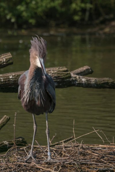 DSC00075.JPG - Goliath Reiger