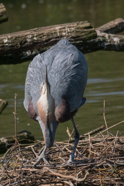 DSC00080.JPG - Goliath Reiger