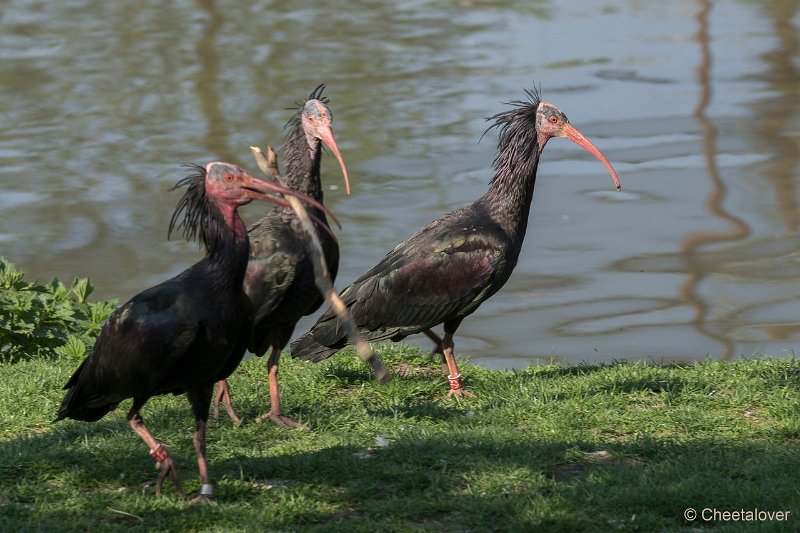 DSC00128.JPG - Kaalkop Ibis