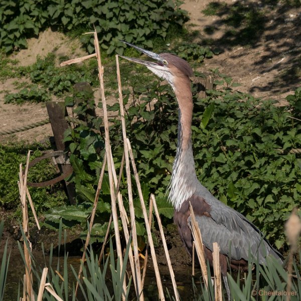 DSC00147.JPG - Goliath Reiger