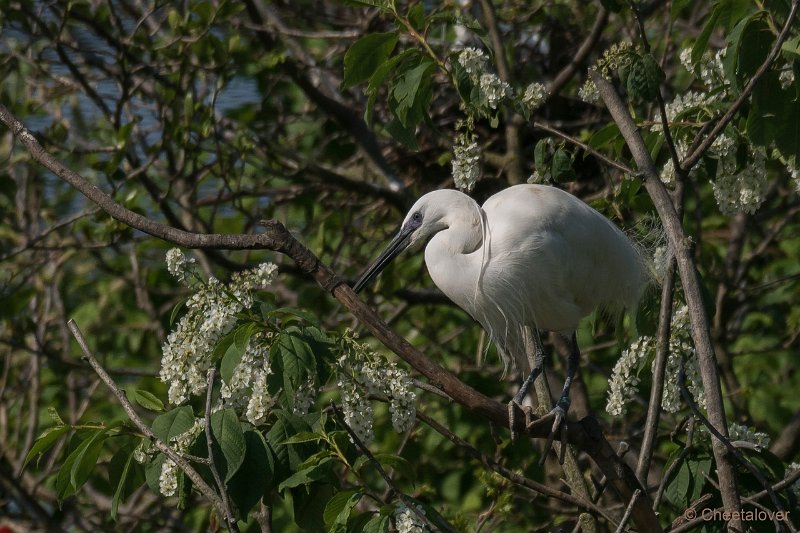 DSC00167.JPG - Kleine Zilverreiger