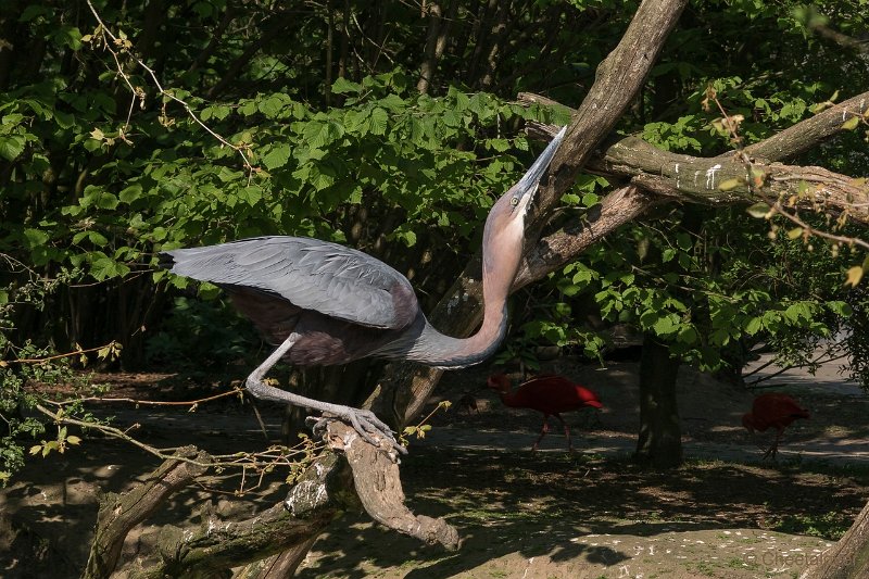 DSC00170.JPG - Goliath Reiger