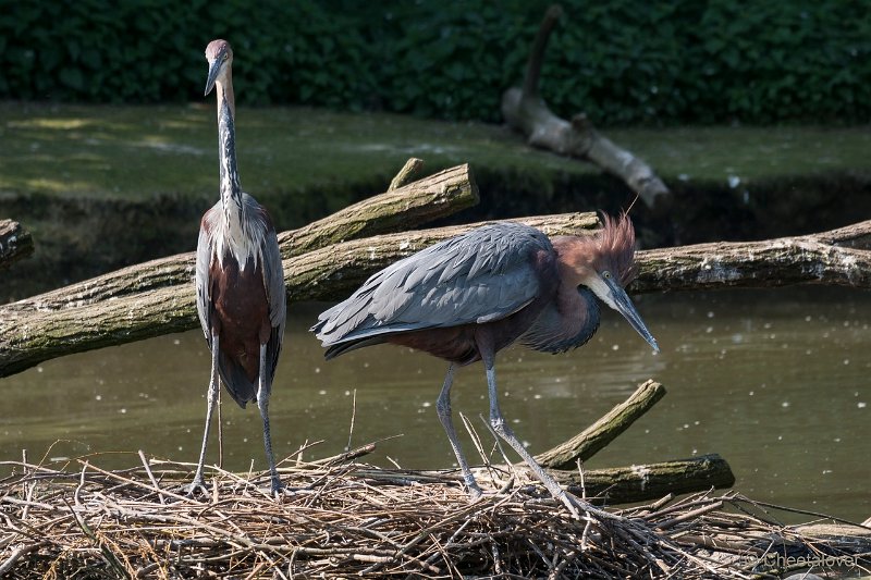 DSC00206.JPG - Goliath Reiger