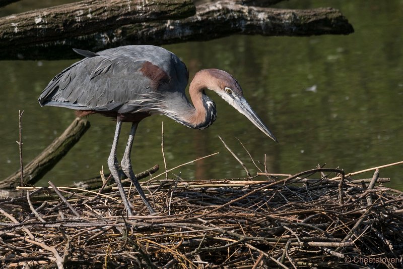 DSC00216.JPG - Goliath Reiger