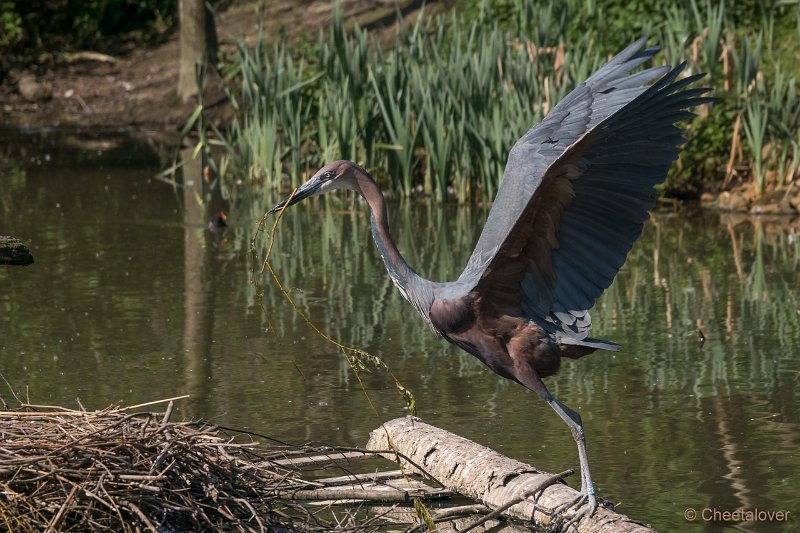 DSC00231.JPG - Goliath Reiger