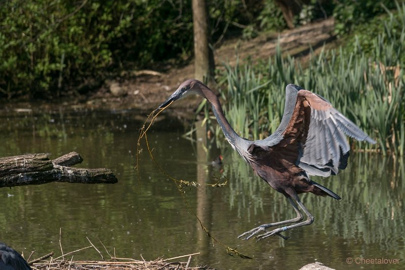 DSC00235.JPG - Goliath Reiger