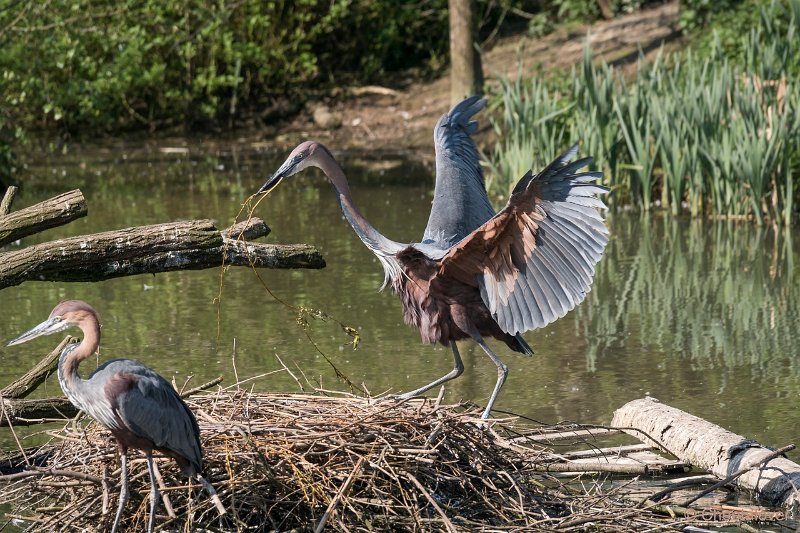 DSC00241.JPG - Goliath Reiger