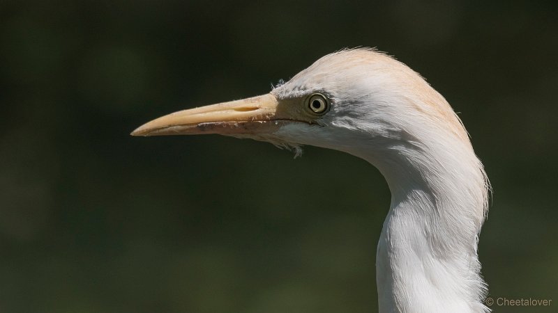 DSC01486.JPG - Koereiger