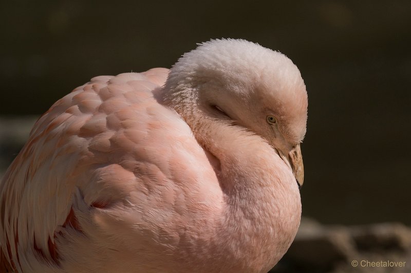 DSC01491.JPG - Europese Flamingo