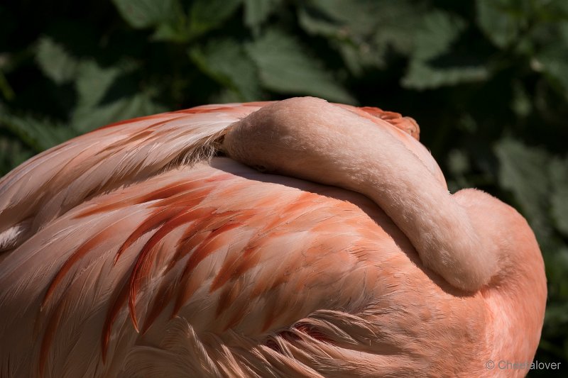 DSC01497.JPG - Europese Flamingo