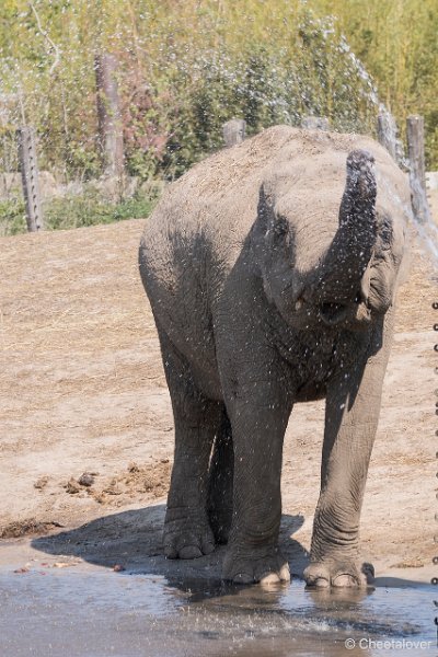 DSC01503.JPG - Aziatische Olifant