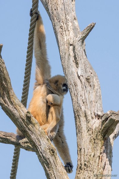 DSC01515.JPG - Witwanggibbon