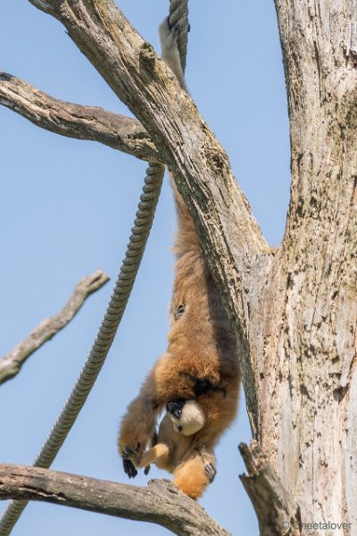 DSC01520.JPG - Witwanggibbon