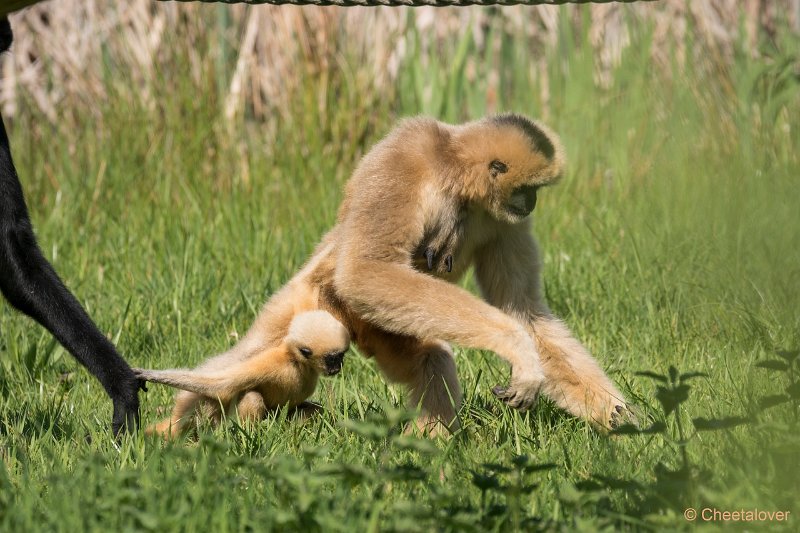 DSC01522.JPG - Witwanggibbon