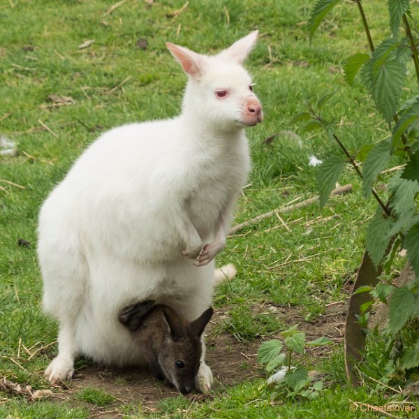 P1440030.JPG - Wallabie