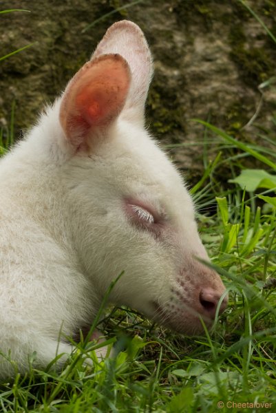 P1440074.JPG - Wallabie