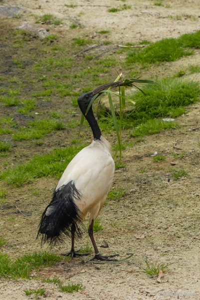 P1440147.JPG - Zwartkop Ibis