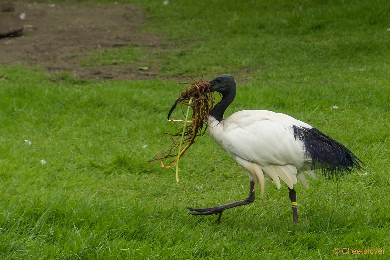 P1440154.JPG - Zwartkop Ibis