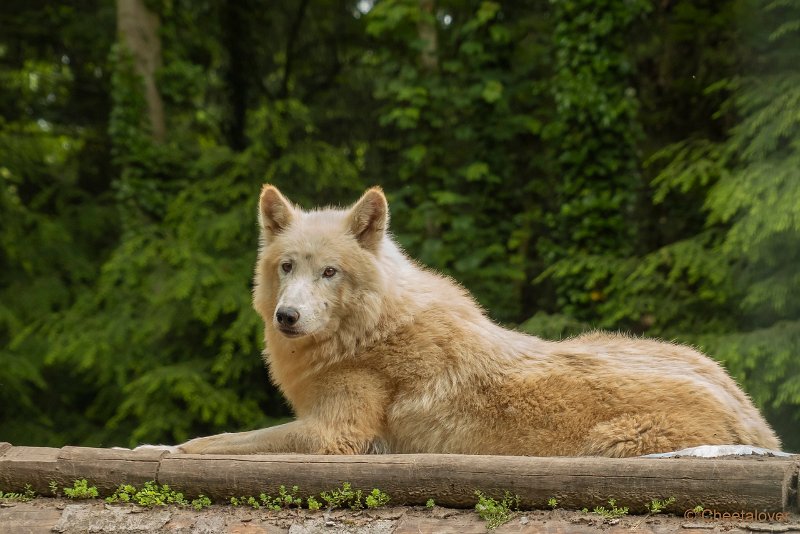 P1440223.JPG - Hudson Bay Wolf