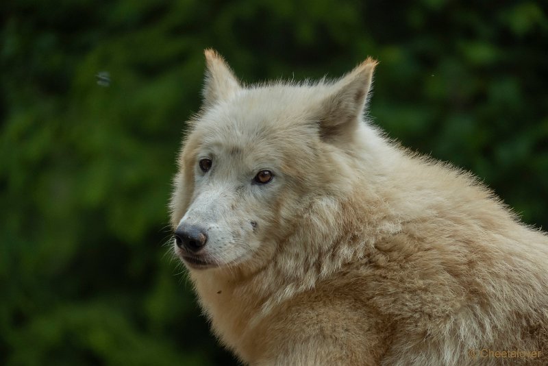 P1440226.JPG - Hudson Bay Wolf