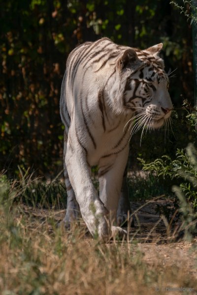 DSC00113.JPG - Witte Tijger