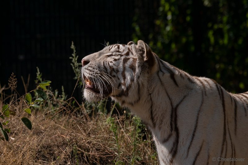 DSC00124.JPG - Witte Tijger