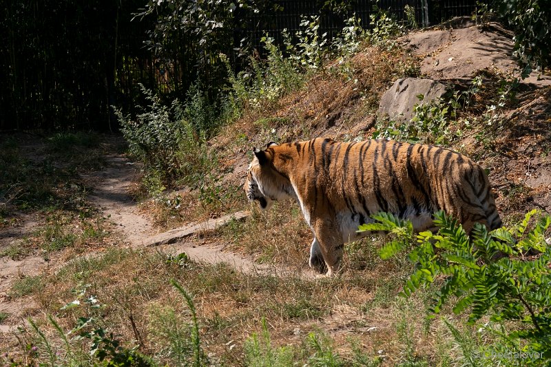 DSC00141.JPG - Siberische Tijger