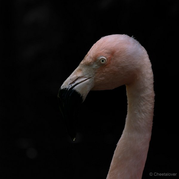 DSC00200.JPG - Chileense Flamingo