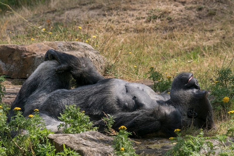 DSC00080.JPG - Laaglandgorilla