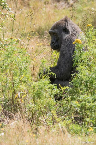 DSC00081.JPG - Laaglandgorilla