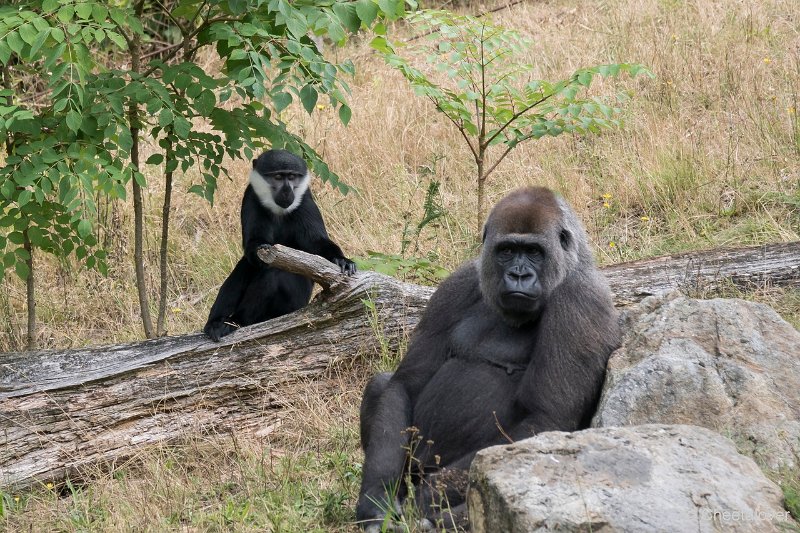 DSC00087.JPG - Laaglandgorilla en l'Hoest Meerkat