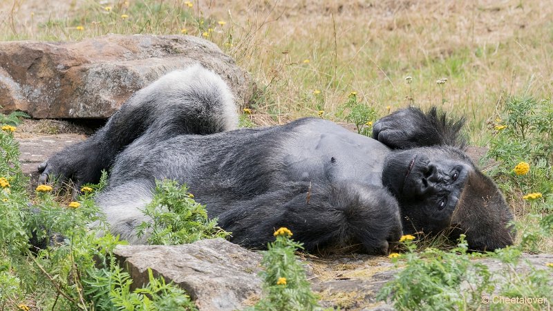 DSC00091.JPG - Laaglandgorilla