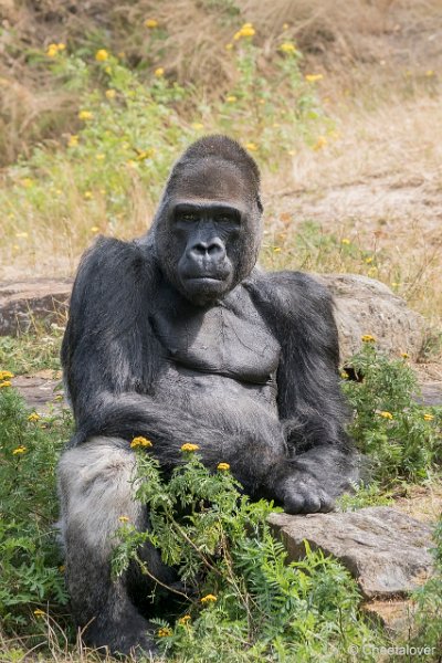 DSC00094.JPG - Laaglandgorilla