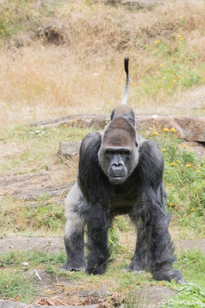 DSC00122.JPG - Laaglandgorilla en l'Hoest Meerkat