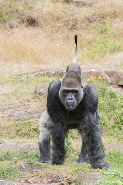 DSC00122.JPG - Laaglandgorilla en l'Hoest Meerkat